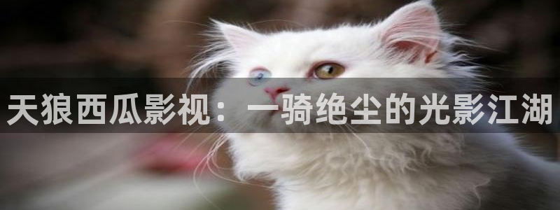 人人影视在线观看